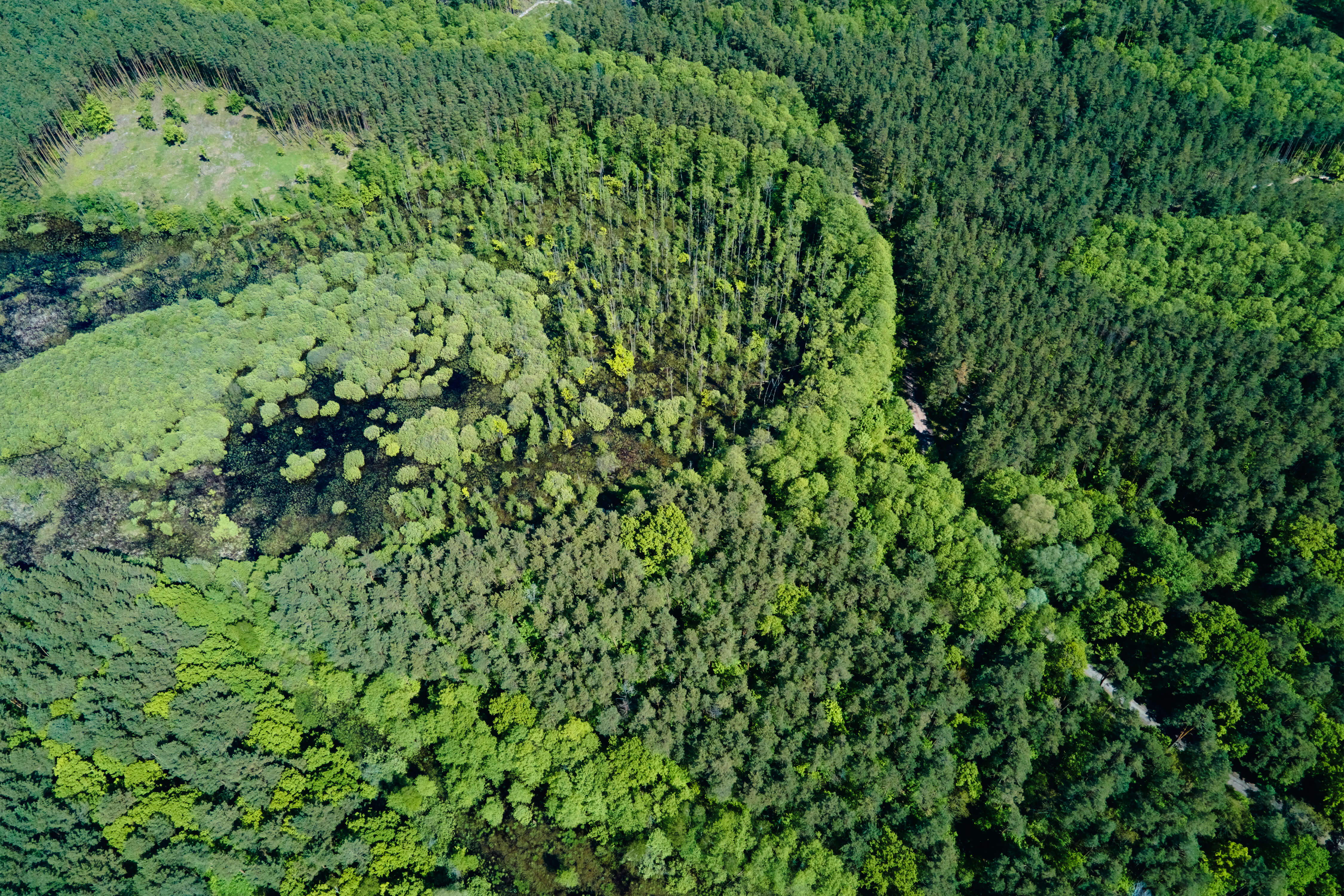 green-summer-forest-background-aerial-view-natur-2025-03-15-03-10-36-utc